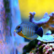 Acanthurus tristis