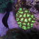 Goniastrea spp green splash 6 cm