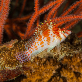 Cirrhitichthys falco - Poisson faucon nain