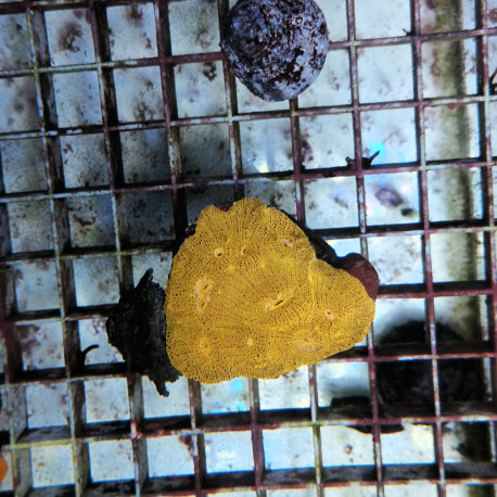 Lobophyllia spp Ultra gold