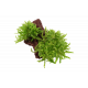 Pogostemon Helferi sur Roche Taille Small Tropica