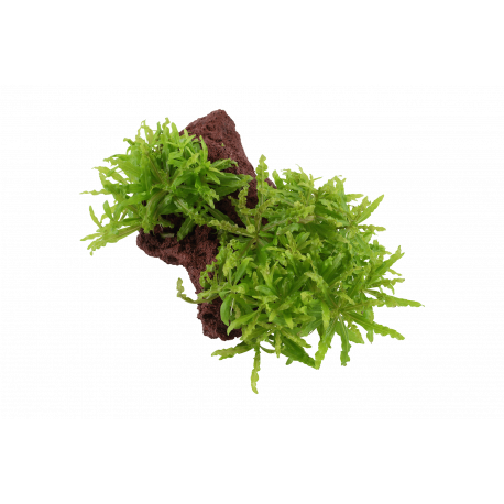 Pogostemon Helferi sur Roche Taille Small Tropica
