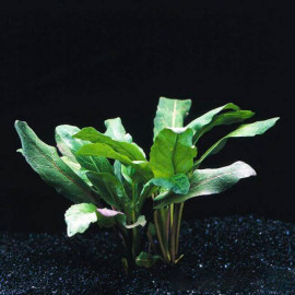 Ammoricia Aquatica