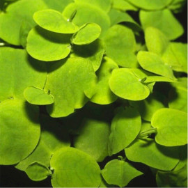 Phyllanthus Fluitans