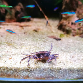 Thelphusa sp. Mekhong - crabe aquatique