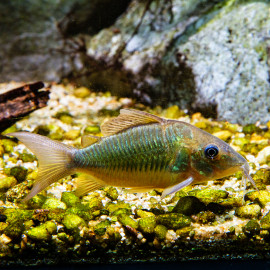 Corydoras (Brochis) splendens - Poisson-chat émeraude