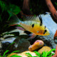 Mikrogeophagus altispinosus - Ramirezi bolivien