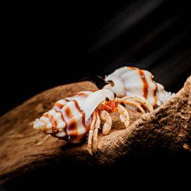Coenobita rugosus - Bernard-l'hermite terrestre taille S
