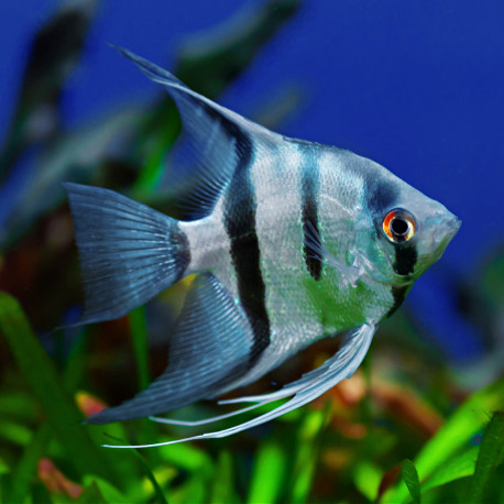 Pterophyllum scalare peruensis (Altum peruensis) S