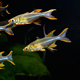 Marosatherina ladigesi - Arc-en-ciel des Célèbes