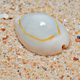 CYPRAEA ANNULUS - PORCELAINE ANNEAU D'OR