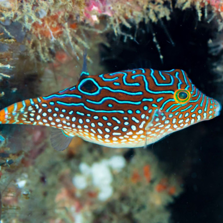 Canthigaster solandri