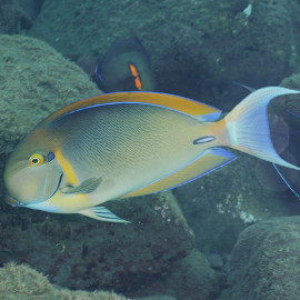 Acanthurus nigricans - Poisson chirurgien à joues blanches M-L