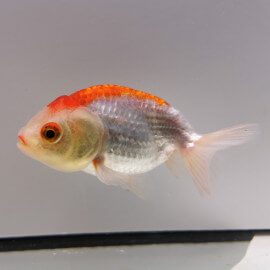 Ranchu Red and White - Poisson japonais Wysiwyg15