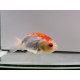 Ranchu Red and White - Poisson japonais Wysiwyg15