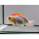 Ranchu Red and White - Poisson japonais Wysiwyg15