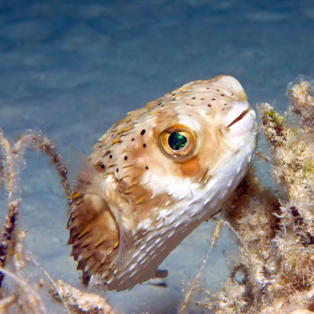 Diodon holocanthus - Poisson-hérisson tacheté