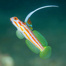 stonogobiops yasha - Gobie à points rouges