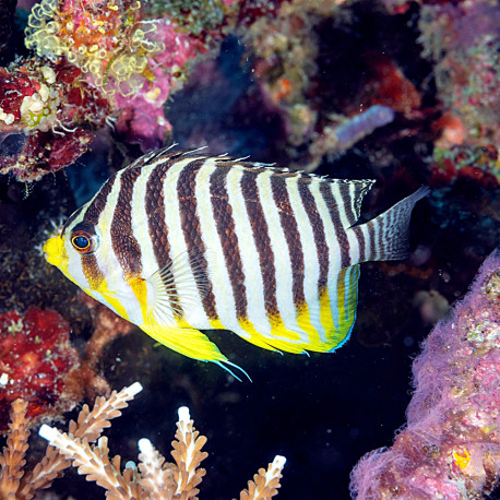 Paracentropyge multifasciata -Poisson ange zèbre