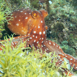 Octopus Macropus - Poulpe Tacheté