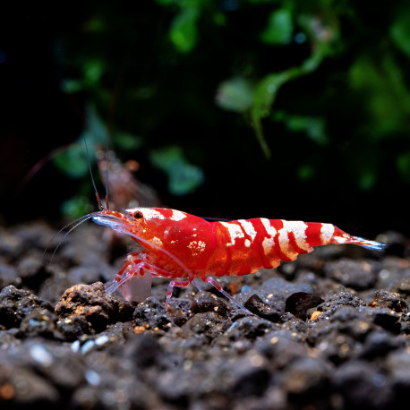 Crevette Caridina Cantonensis Fancy Tiger Red