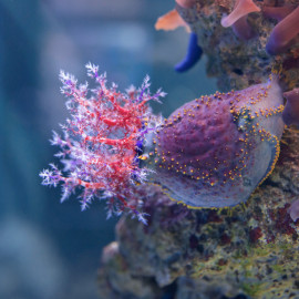 Pseudocolochirus tricolor - Pomme de mer