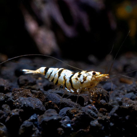 Crevette Caridina Cantonensis Fancy Tiger Black