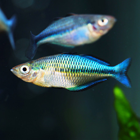 Melanotaenia lacustris - Poisson arc-en-ciel turquoise - Aquaplante