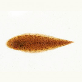 Brachirus villosus - sole d'eau douce