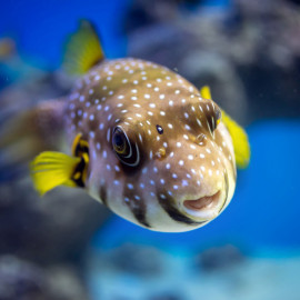 Arothron hispidus -Poisson ballon à taches blanches