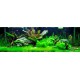 PAYSAGE AQUATIQUE N°3
