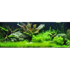 PAYSAGE AQUATIQUE N°3