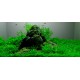 PAYSAGE AQUATIQUE N°5
