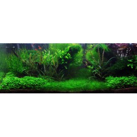 PAYSAGE AQUATIQUE N°6