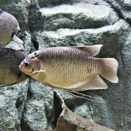 Trichogaster Trichopterus - Gourami Cosby