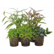 Combi-pack FOREGROUND 5 plantes pour aquarium