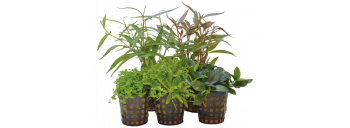 Combi-pack FOREGROUND 5 plantes pour aquarium