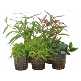 Combi-pack FOREGROUND 5 plantes pour aquarium