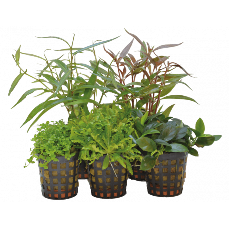 Combi-pack FOREGROUND 5 plantes pour aquarium