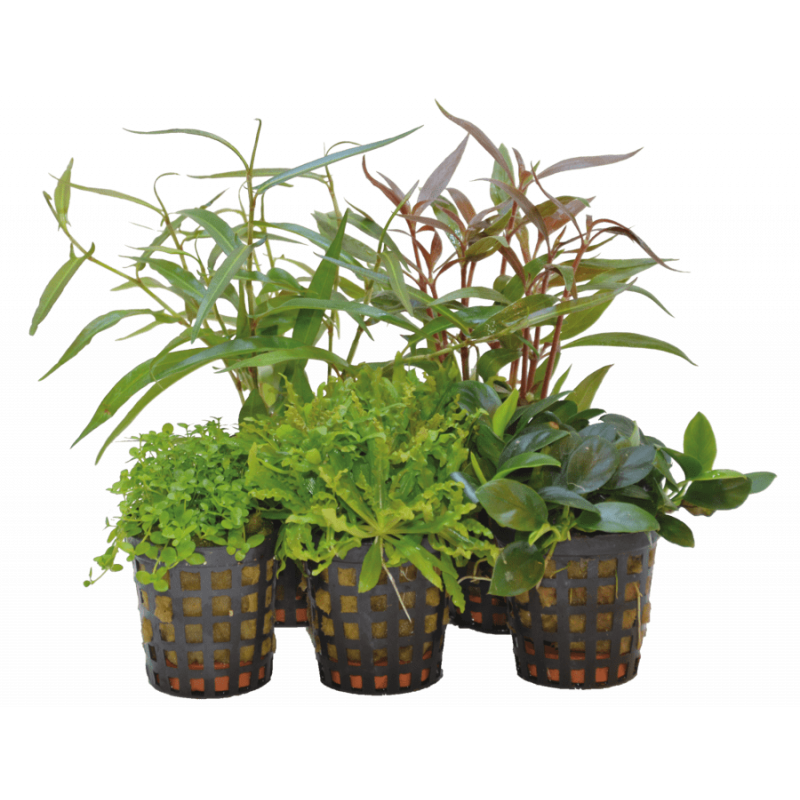 Lot de cinq pots de fleurs en plastique transparent pour plantes d