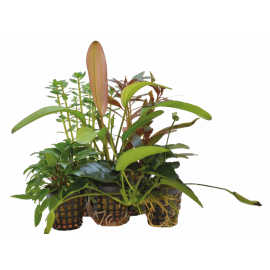 Combi-pack LUXE 5 plantes pour aquarium