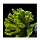 Montipora confusa XS