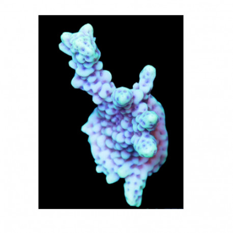 Montipora danae