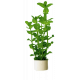 Bacopa Amplexicaulis Bunch