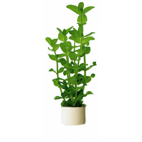 Bacopa Amplexicaulis Bunch