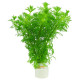 Limnophila Sessiliflora Bunch