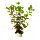 Ludwigia Palustris Red Bunch