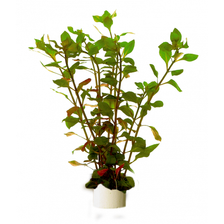 Ludwigia Palustris Red Bunch