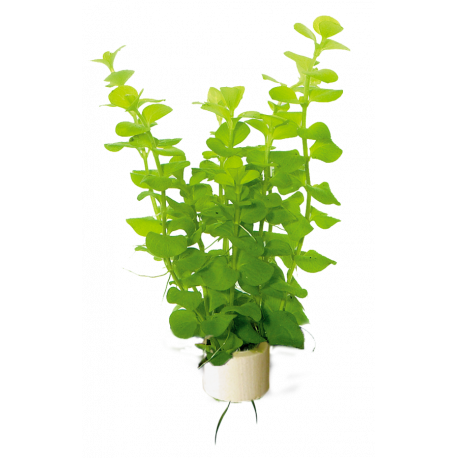 Lysimachia Nummularia Aurea Bunch