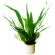 Microsorum Pteropus Eco